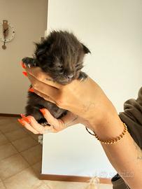 Maine coon con pedigree