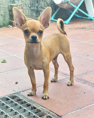 Cucciolo di chihuahua