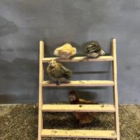 Gallo+chioccia+3pulcini Moroseta