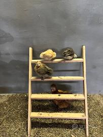 Gallo+chioccia+3pulcini Moriseta