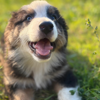 Cuccioli di pastore australiano