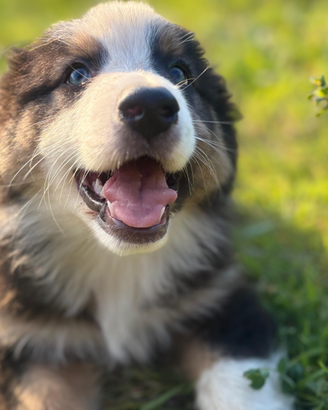 Cuccioli di pastore australiano