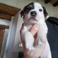 Cuccioli di jack Russell