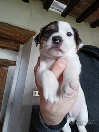 Cuccioli di jack Russell