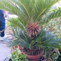 cycas 