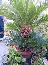 cycas 