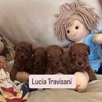 Barboncini super Red mini toy