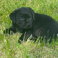 Meravigliosi cuccioli Labrador puri