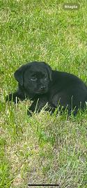 Meravigliosi cuccioli Labrador puri