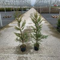 Leylandii 100-120cm