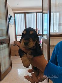 Cocker spaniel