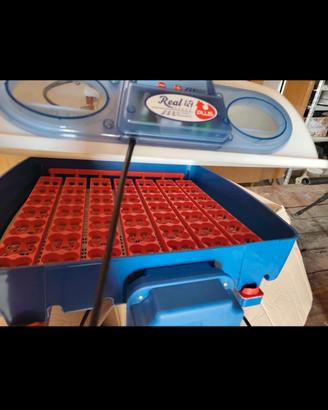 incubatrice borotto  real 49