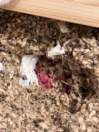 Cuccioli criceti dorato