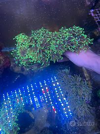 Acquario marino