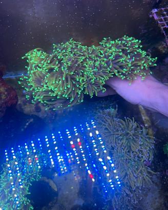 Acquario marino
