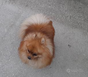Spitz tedesco maschio