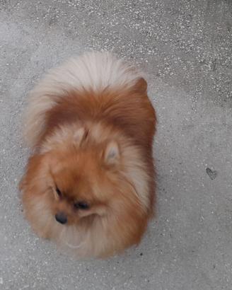 Spitz tedesco maschio