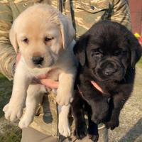 Labrador Cuccioli
