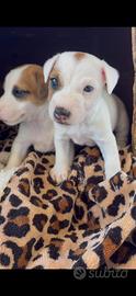 Jack russel