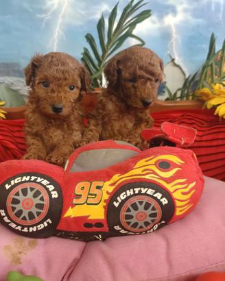 Cuccioli Barboncino Taglia Piccola Nano