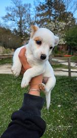 Cuccioli jack russell broken