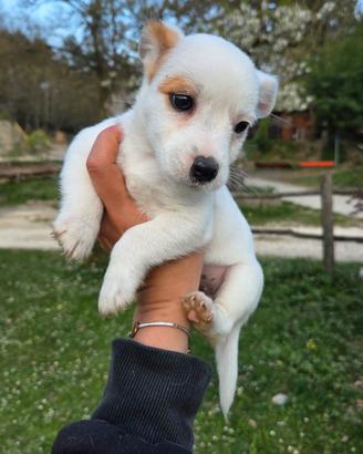 Cuccioli jack russell broken