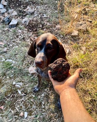 TARTUFO FRESCO PRONTO UTILIZZO