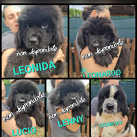 Cuccioli pronti consegna