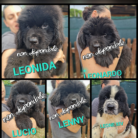 Cuccioli pronti consegna