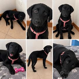 Cucciola Goldador femmina di 4 mesi
