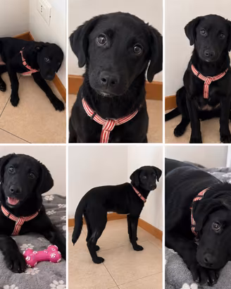 Cucciola Goldador femmina di 4 mesi