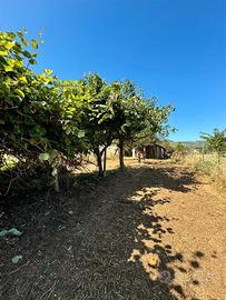 San cesareo terreno agricolo 2000mq -monte di casa