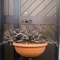 Prebonsai ceppaia di carpino