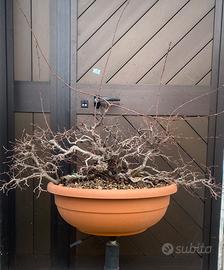 Prebonsai ceppaia di carpino