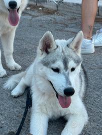 Siberian husky