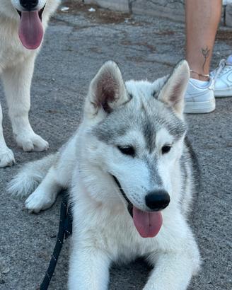 Siberian husky
