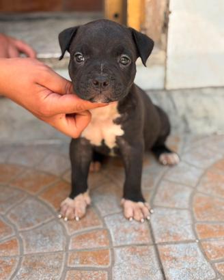 Cuccioli di Pitbull