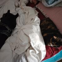 Operatore cinofilo e cat sitter
