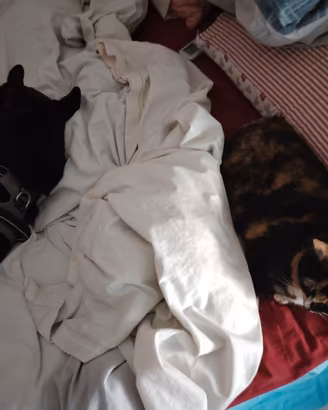 Operatore cinofilo e cat sitter