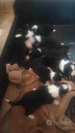 Border collie