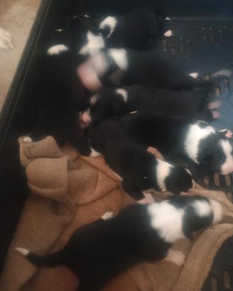 Border collie