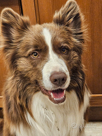 Border Collie maschio x monta Accoppiamento