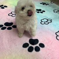 Maltese mini toy maschio