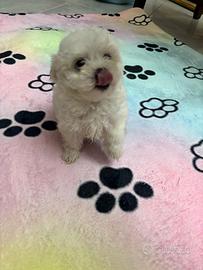 Maltese mini toy maschio