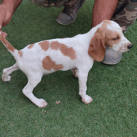 Cucciolo Beagle Segugio