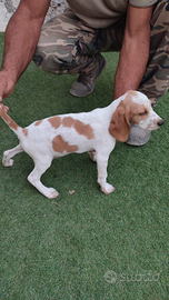 Cucciolo Beagle Segugio