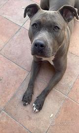 American Bully Bluline/ Salvatela dal canile