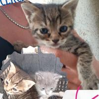 Gatti looking for home