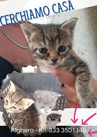 Gatti looking for home