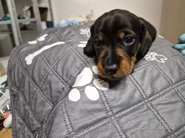 Cuccioli bassotto pelo duro